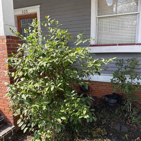 Bush Trimming by Lawn Jon Services reviewed on February 27, 2026