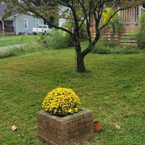 Bush Trimming by Scott's Landscape and pool service reviewed on May 9, 2025