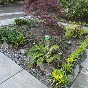 Leaf Removal by The Lawn Guy reviewed on June 13, 2026