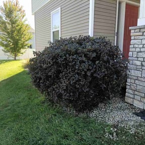 Bush Trimming by Priority Preservation service LLC reviewed on October 18, 2025