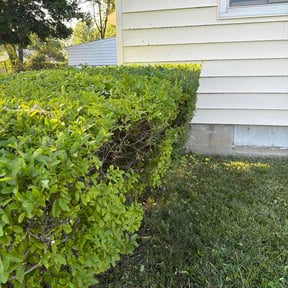 Bush Trimming by Simply Landscaping LLC reviewed on July 12, 2026