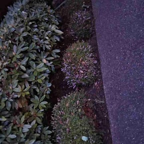 Bush Trimming by SLD Affordable Lawn and Contracting Services reviewed on April 30, 2026