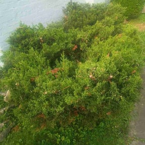 Bush Trimming by Lawnspire reviewed on July 17, 2026