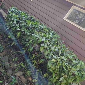 Bush Trimming by EMP  groundskeeping LLC reviewed on November 9, 2025