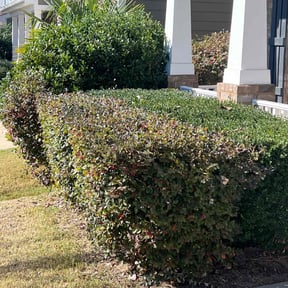 Bush Trimming by Abel Baeza reviewed on December 3, 2025