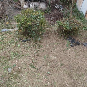 Bush Trimming by Checkmate Before & After Lawn Care Services reviewed on August 17, 2025
