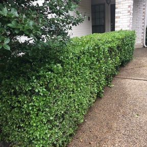 Bush Trimming by Roberto Pena reviewed on August 18, 2025