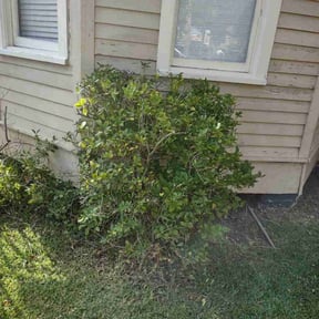 Bush Trimming by Stephen Reynolds reviewed on August 17, 2025
