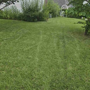 grass maintenance by Greeney reviewed on August 19, 2025