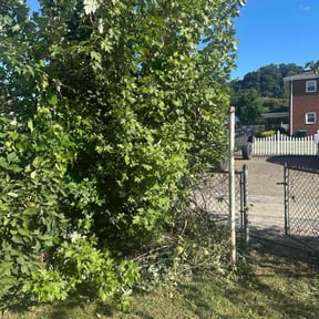 Bush Trimming by Babcock Enterprises LLC reviewed on November 24, 2025