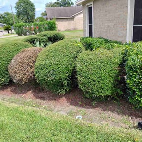 Bush Trimming by Go Green reviewed on August 26, 2026