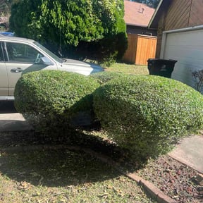 Bush Trimming by M&amp;M Landscaping reviewed on October 23, 2025
