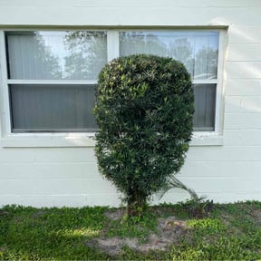 Bush Trimming by Tony’s Lawn Care reviewed on August 19, 2025