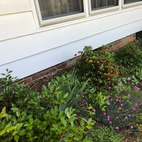 Bush Trimming by Dortch lawn care reviewed on July 25, 2023