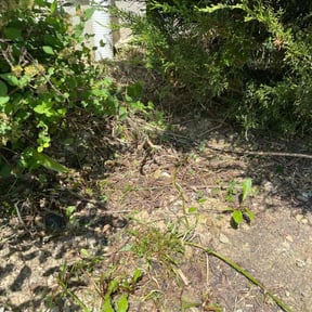 Flower Bed Weeding by Top Turf L.L.C reviewed on August 17, 2025