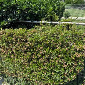 Bush Trimming by Scrapcuts LawnCare reviewed on August 13, 2025