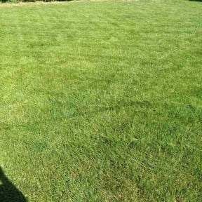 gardening service by Elliotts lawn care reviewed on August 19, 2025
