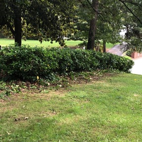 Bush Trimming by V&amp;E Landscaping and Lawn Care.... reviewed on March 6, 2024