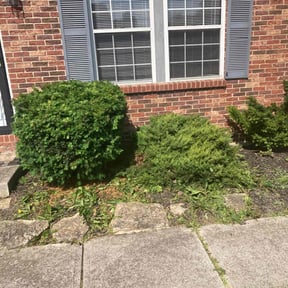 Bush Trimming by It's Dubble Better Lawn & haul reviewed on August 15, 2025