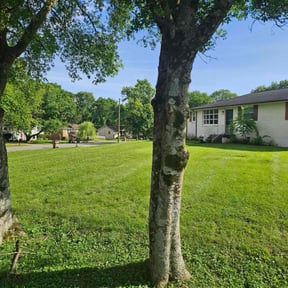 grass cutting by Easy Way Services reviewed on April 15, 2024