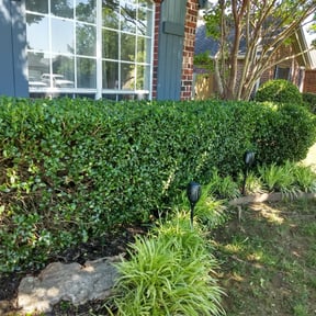 Bush Trimming by 4 Seasons Landscape LLC reviewed on August 16, 2025