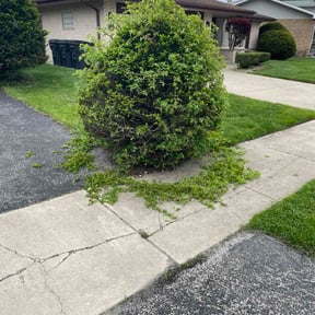 Bush Trimming by J One Handyman reviewed on May 3, 2026