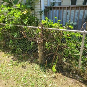 Bush Trimming by Shear Guardians Lawn Service reviewed on August 21, 2025