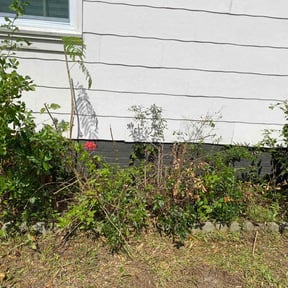 Bush Trimming by Jacob Goldstone reviewed on August 18, 2025