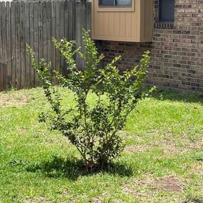 Bush Trimming by Clearvision lawn service reviewed on June 7, 2026