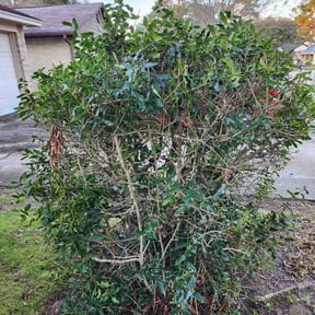 Bush Trimming by Mendoza landscaping reviewed on November 11, 2023