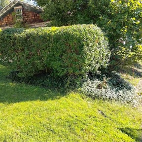 Bush Trimming by DomÃnguez Services reviewed on August 21, 2025