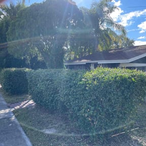 Bush Trimming by Green City Landscaping Co LLC reviewed on June 15, 2020