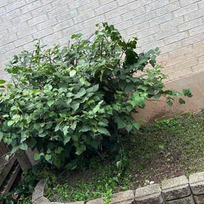 Bush Trimming by Positive Cuts Lawn Care reviewed on July 28, 2026