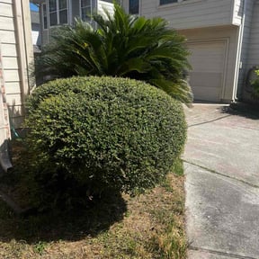 turf maintenance by J C Enterprises  reviewed on August 5, 2025