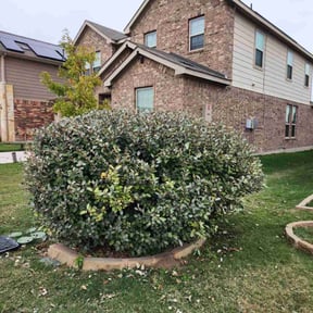Bush Trimming by Tyler lawn service reviewed on December 3, 2025