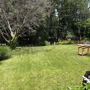 turf care by Dorman property services reviewed on August 16, 2025