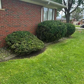 Bush Trimming by Gary Wright landscaping reviewed on August 16, 2025