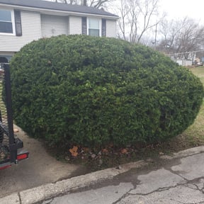 Bush Trimming by Four Level LLC -678.688.LAWN reviewed on August 15, 2025