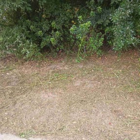 Bush Trimming by Liberty&#039;s lawn care reviewed on October 22, 2025