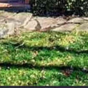 Leaf Removal by Done Right Lawn Service reviewed on September 23, 2025