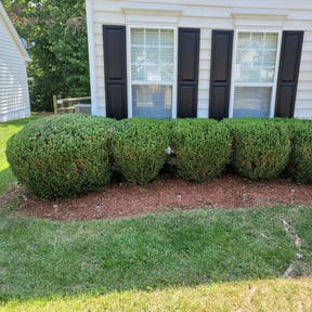 Bush Trimming by Enrique's Outdoor Maintenance reviewed on August 19, 2025