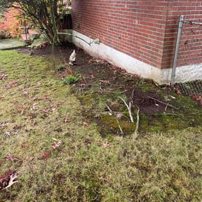Leaf Removal by General Lawn Maintenance reviewed on May 19, 2026