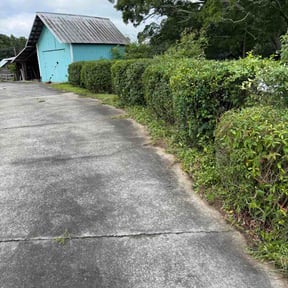Bush Trimming by Ricks Lawn Care and Maintenance reviewed on June 24, 2026
