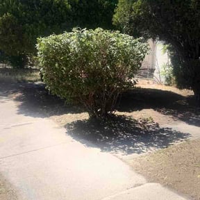 Bush Trimming by Messineo's ALL-N-1 LLC reviewed on June 14, 2026