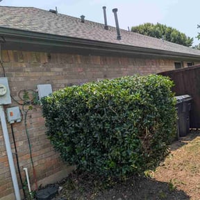 Bush Trimming by AG Services reviewed on August 2, 2026