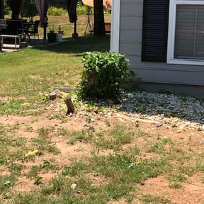 Bush Trimming by GrassMasters Lawn & Landscape reviewed on August 15, 2025