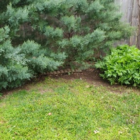Flower Bed Weeding by Cleancut Landscaping reviewed on August 15, 2025