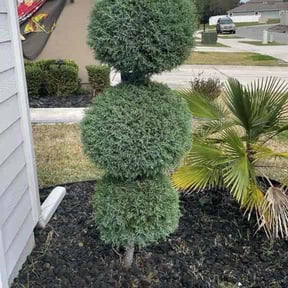 Bush Trimming by JD Lawn care and property maintenance reviewed on June 14, 2026