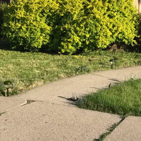 Bush Trimming by Tyler lawn service reviewed on August 15, 2025