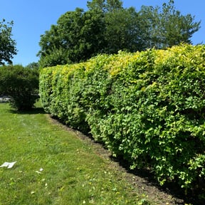 Bush Trimming by Copperfield Lawn reviewed on August 20, 2025